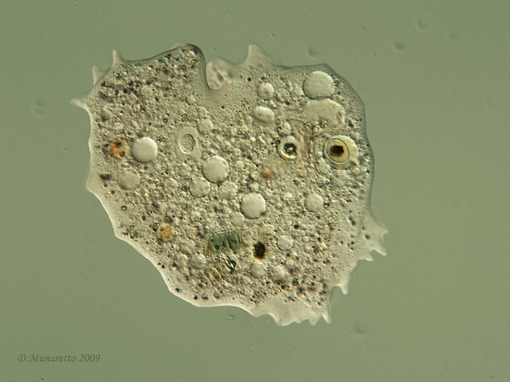 Amoeba...effetto DIC!